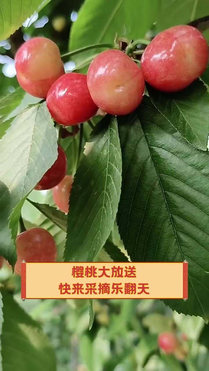 樱桃视频大全免费观看下载安装2023樱桃视频大全，免费观看，畅享无限精彩-第3张图片