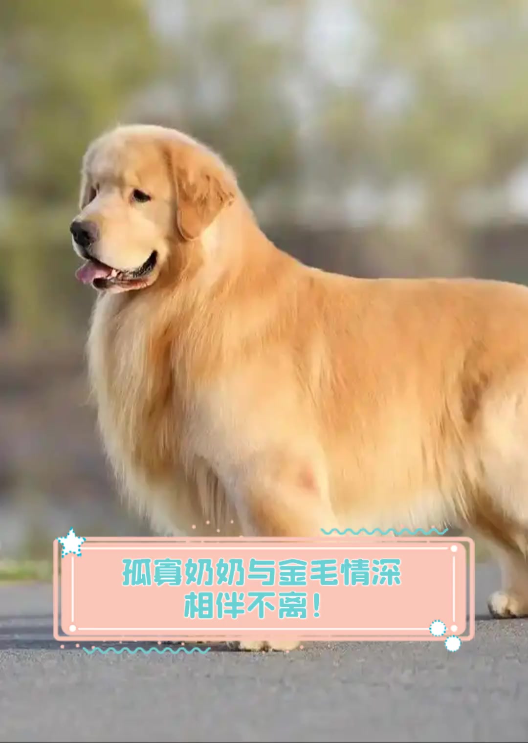 与金毛相伴的五天时光