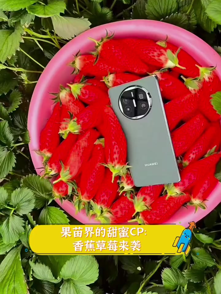 草莓榴莲向日葵秋葵香蕉免费探索水果世界，草莓、榴莲、向日葵、秋葵、香蕉的魅力之旅-第1张图片