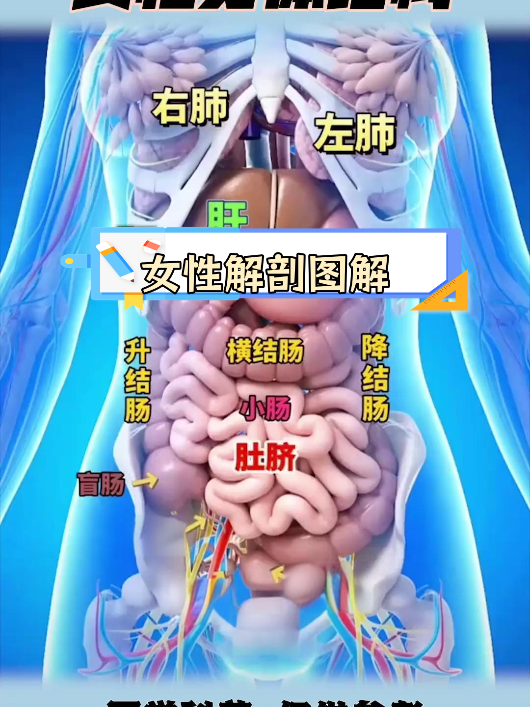 女体采集女体采集的医学与科技应用-第1张图片