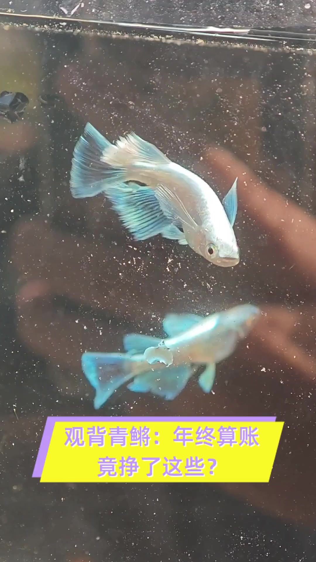魔鳉鱼魔鳉鱼，神秘的水中精灵