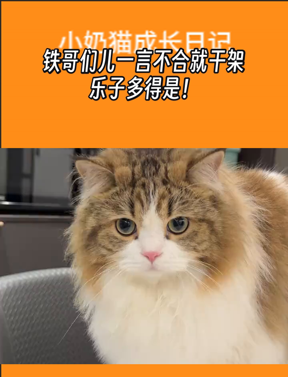 铁哥们儿 奥拉夫奥拉夫，我的铁哥们儿-第2张图片