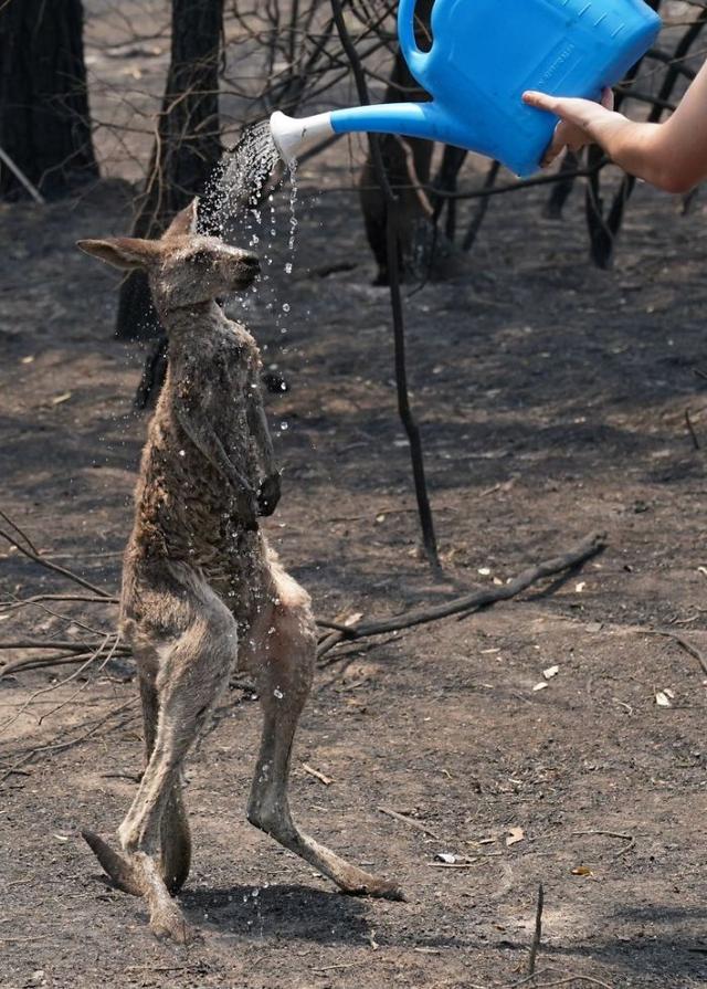 人與動物牲交人与动物牲交，一种不道德且危险的行为-第3张图片