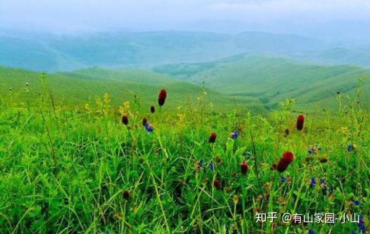 草的魅力，一码至四码的深度解析