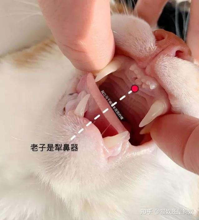 丫头腿张大一点就不疼了丫头腿疼缓解的秘密，张大一点就不疼了？-第1张图片