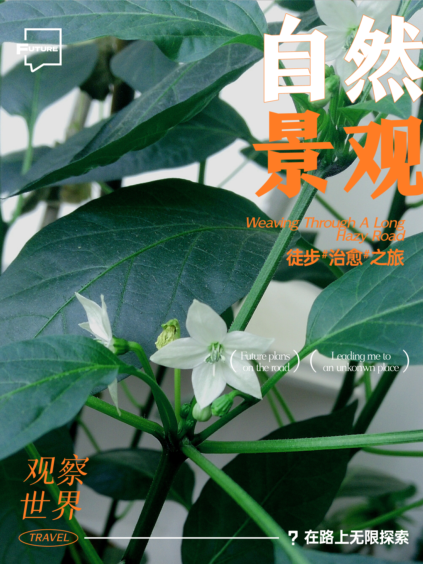 丁香花电影高清完整视频版野花之美，韩国视频高清在线观看的探索之旅
