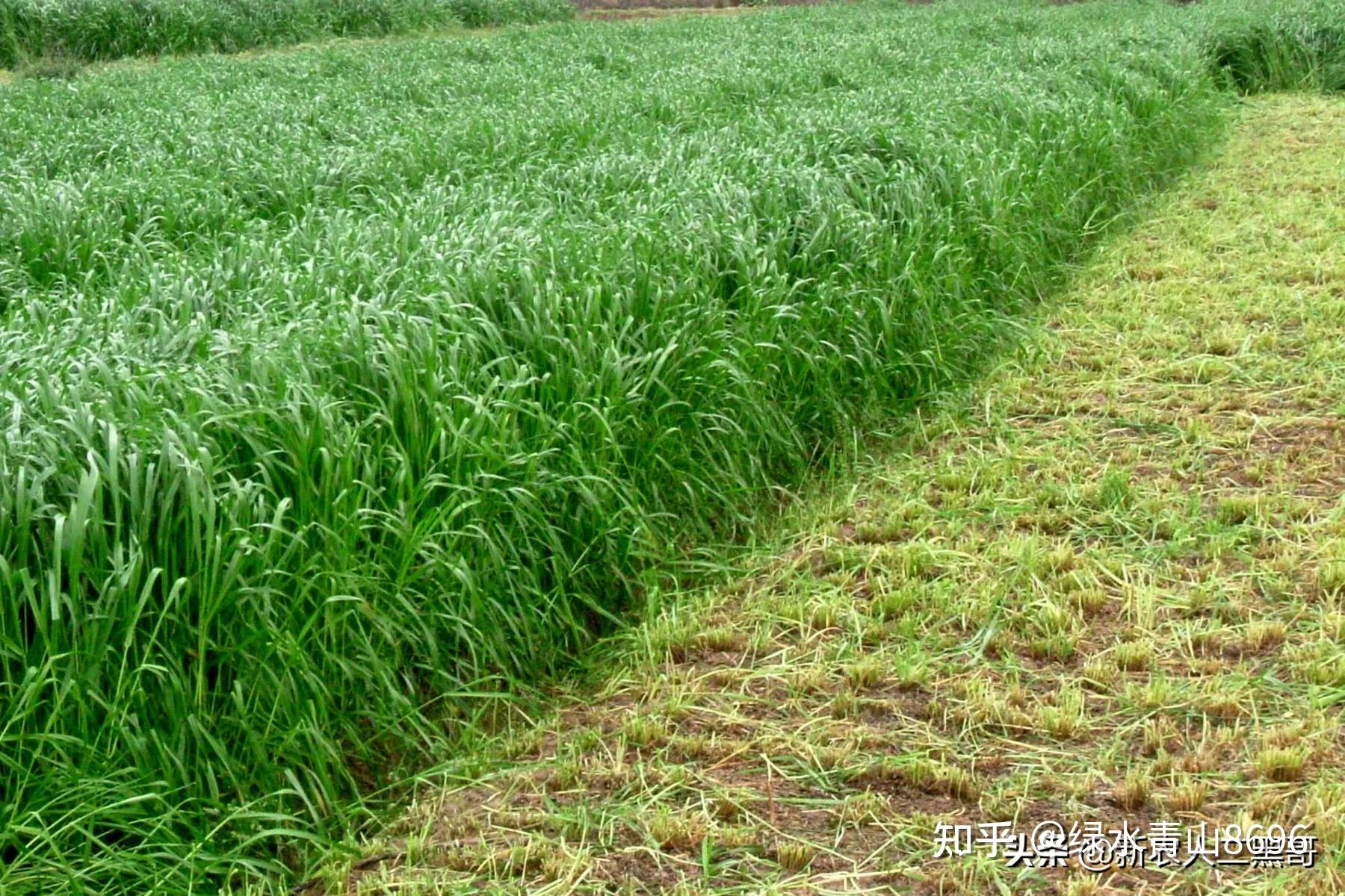 疯狂农场，种草与养动物的和谐共生-第2张图片