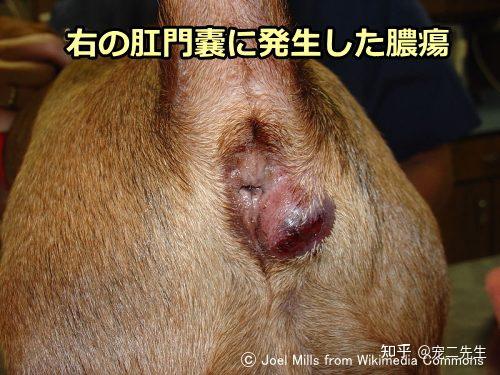 被自己家狗狗C了一天的真实经历-第2张图片