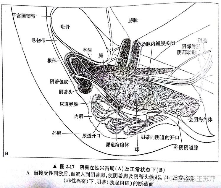 女性生理特征解析，巨大荫蒂勃起现象