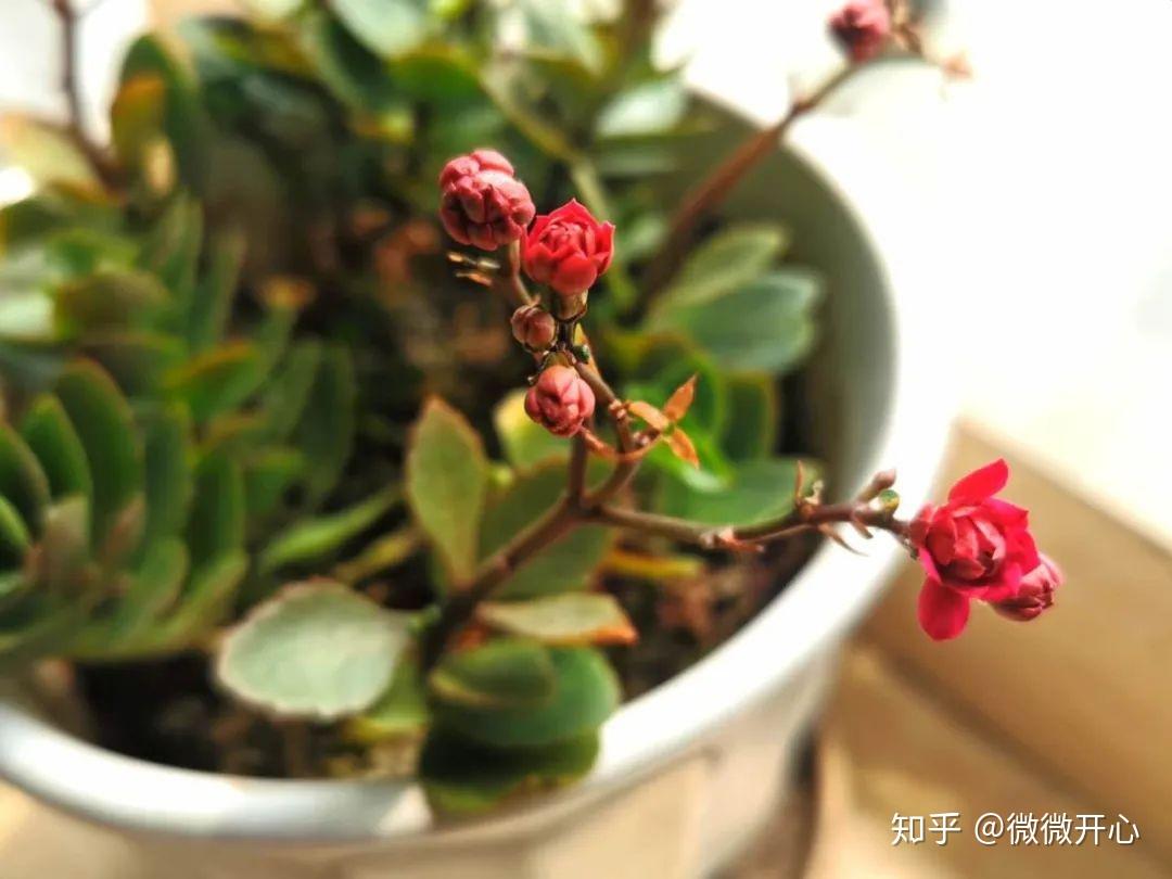 把你小花园灌溉小花园的灌溉之旅-第1张图片