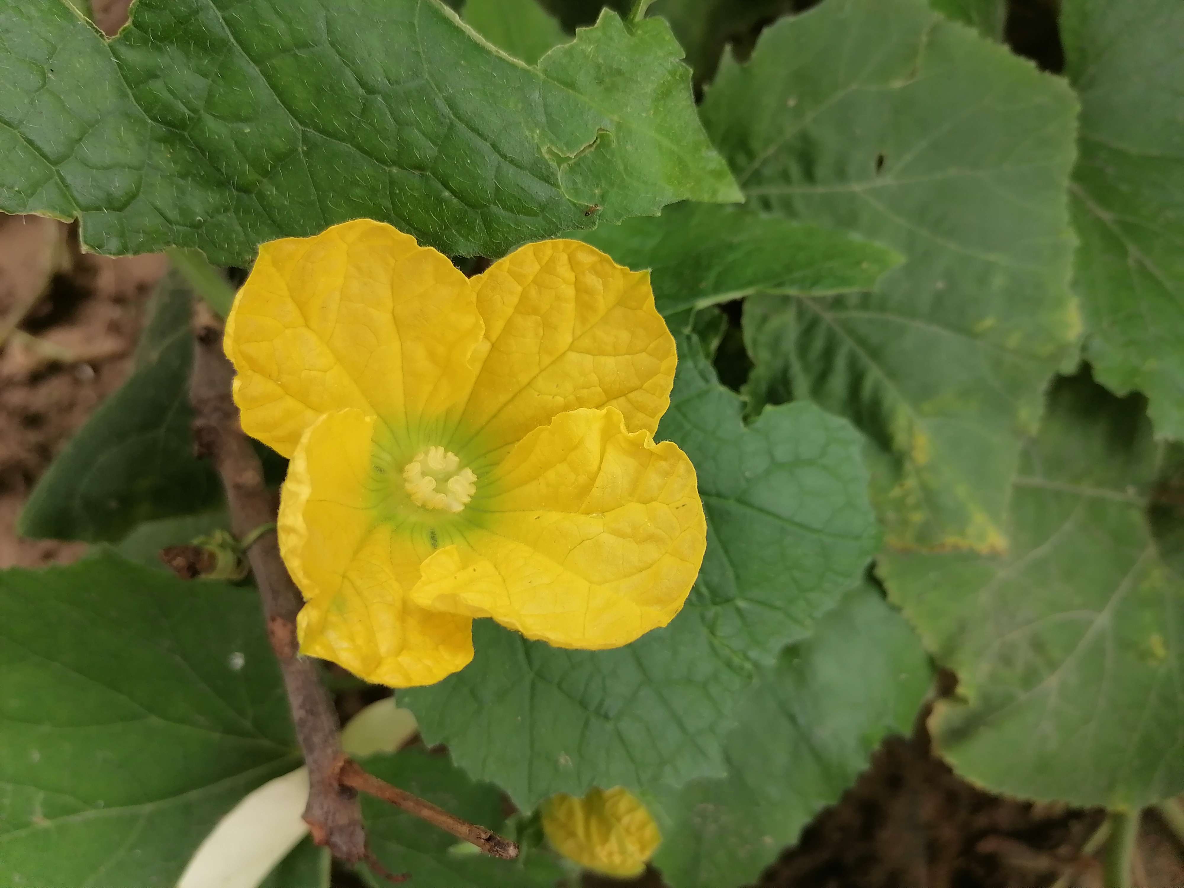 榴莲草莓香蕉秋葵绿樱花五色果蔬的奇妙之旅——榴莲、草莓、香蕉、秋葵与绿樱花的邂逅-第2张图片
