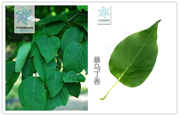 五月丁香之谜，亚洲的色彩与文化探讨-第1张图片