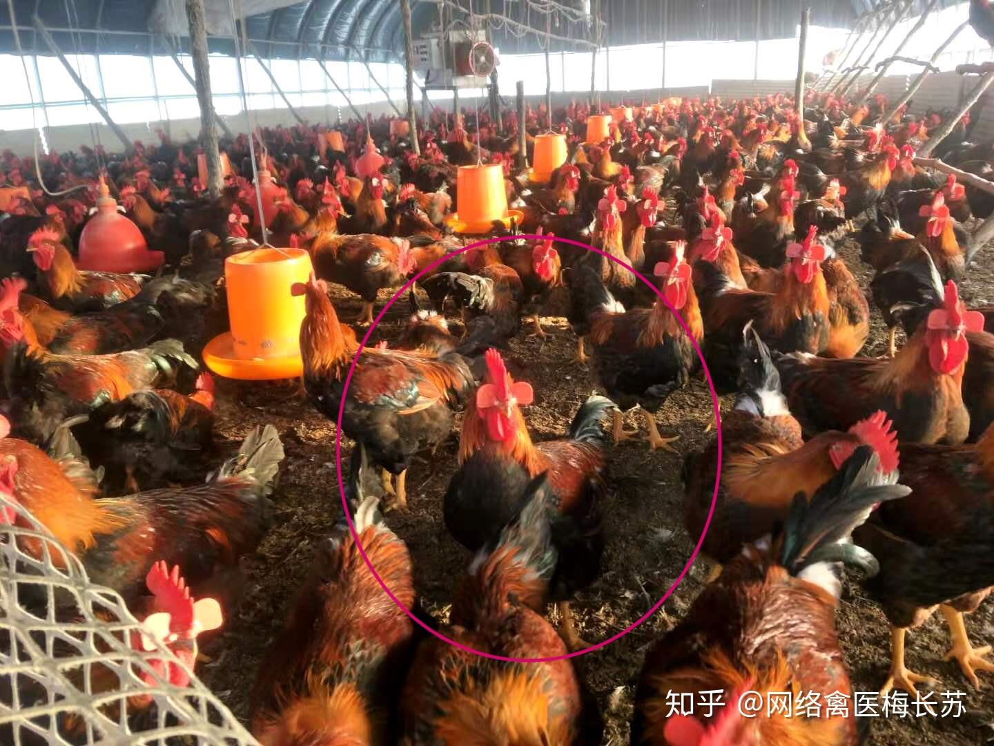 巴西文化中的禽类与人类互动，后果与影响