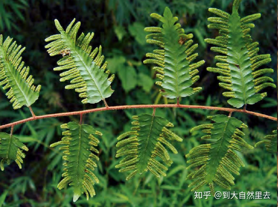 关于毛都没有就被开视频苞的探讨-第3张图片