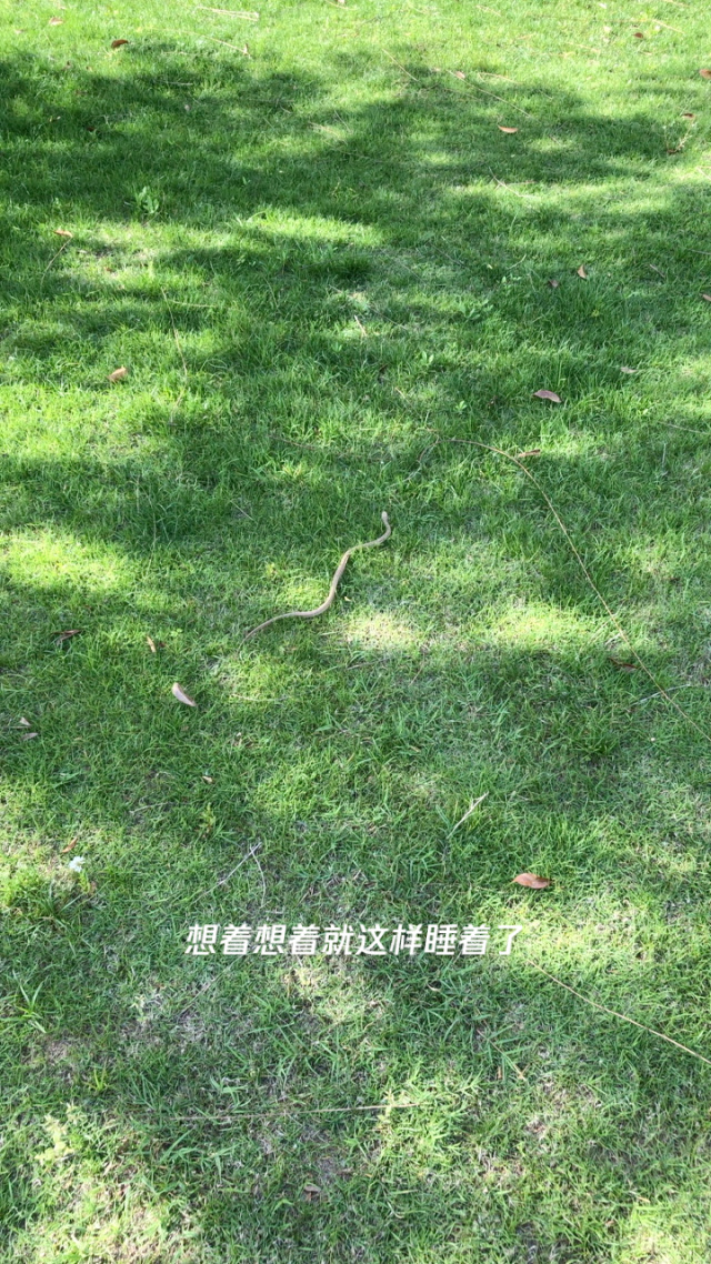 杭州府破解小青蛇杭州府探险，小青蛇与神秘字条-第2张图片