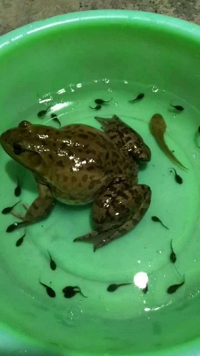 蝌蚪在线观看蝌蚪在线观看，探索自然界的奇妙之旅