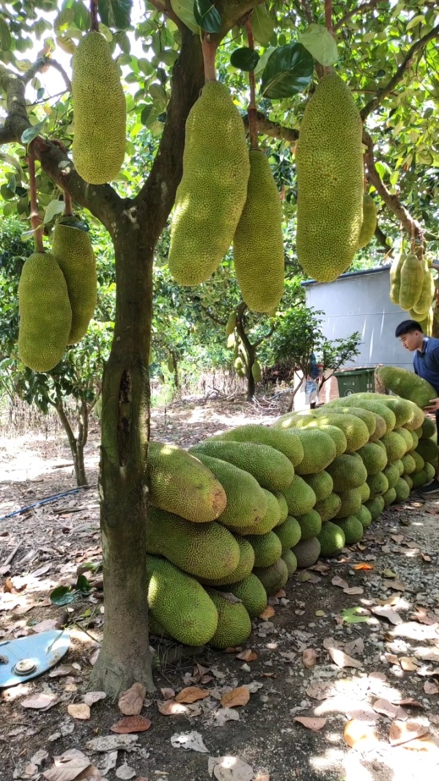 菠萝蜜国际入口4线路2菠萝蜜国际入口的探索与体验