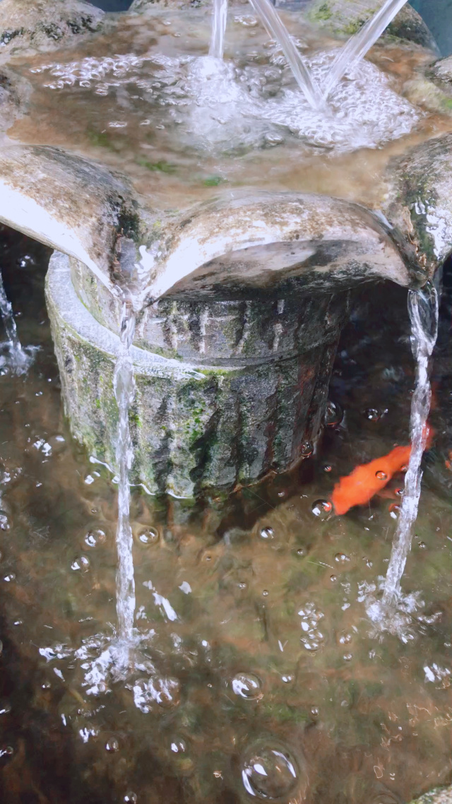 锦鲤吸水的技巧锦鲤吸水，传统与现代交织的神秘现象-第3张图片