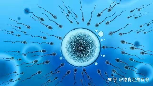 小蝌蚪在线观看视频WWW破解版，风险与警示