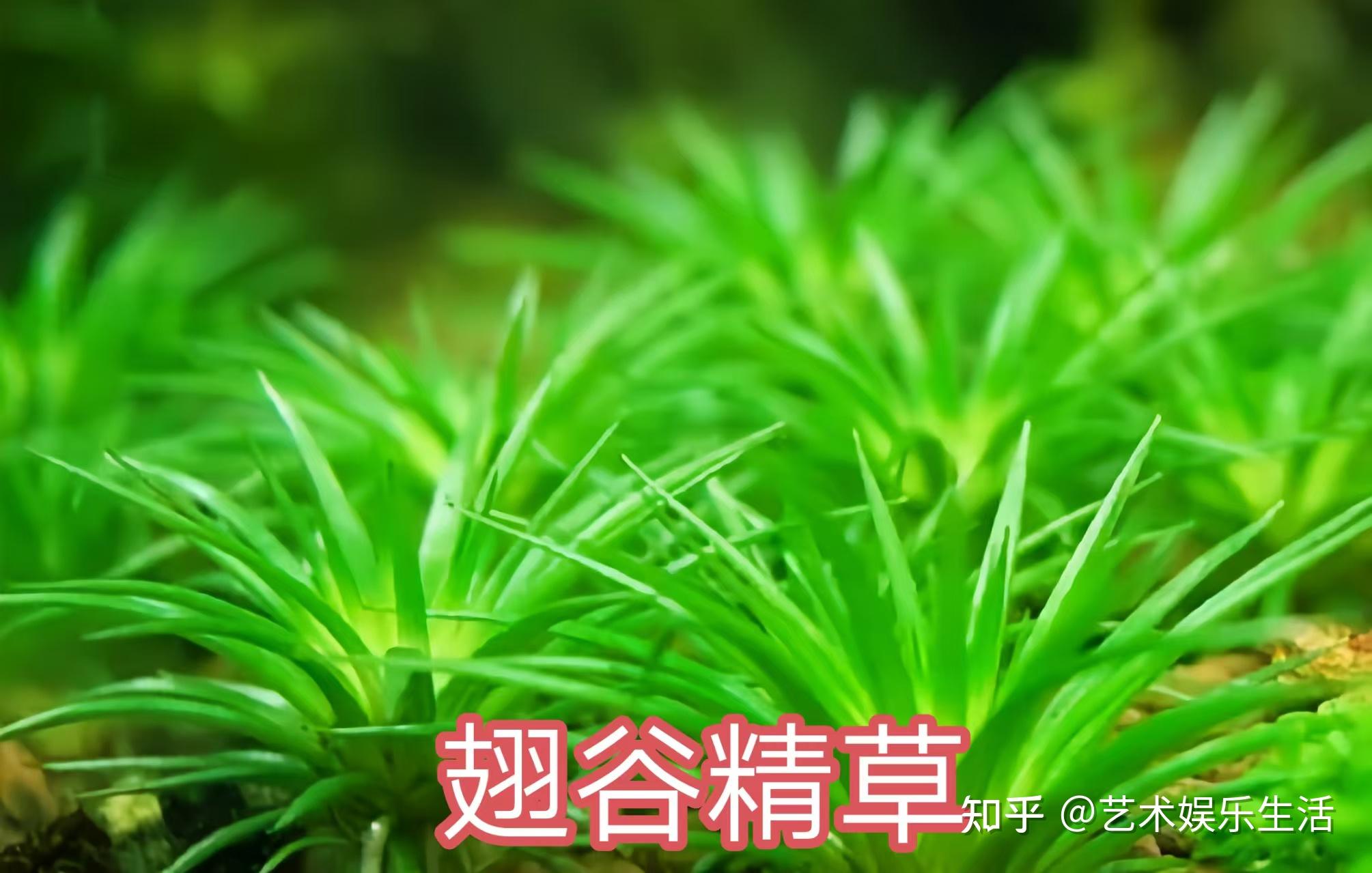 草名读什么草名之韵，探寻绿色世界中的诗意
