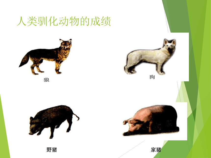 欧美文化中的动物互动与网络资源探讨-第2张图片