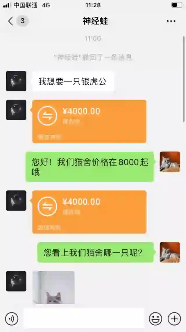2021猫咪最新地域网名贴吧2021猫咪最新地域网名，时尚与个性的完美结合-第3张图片