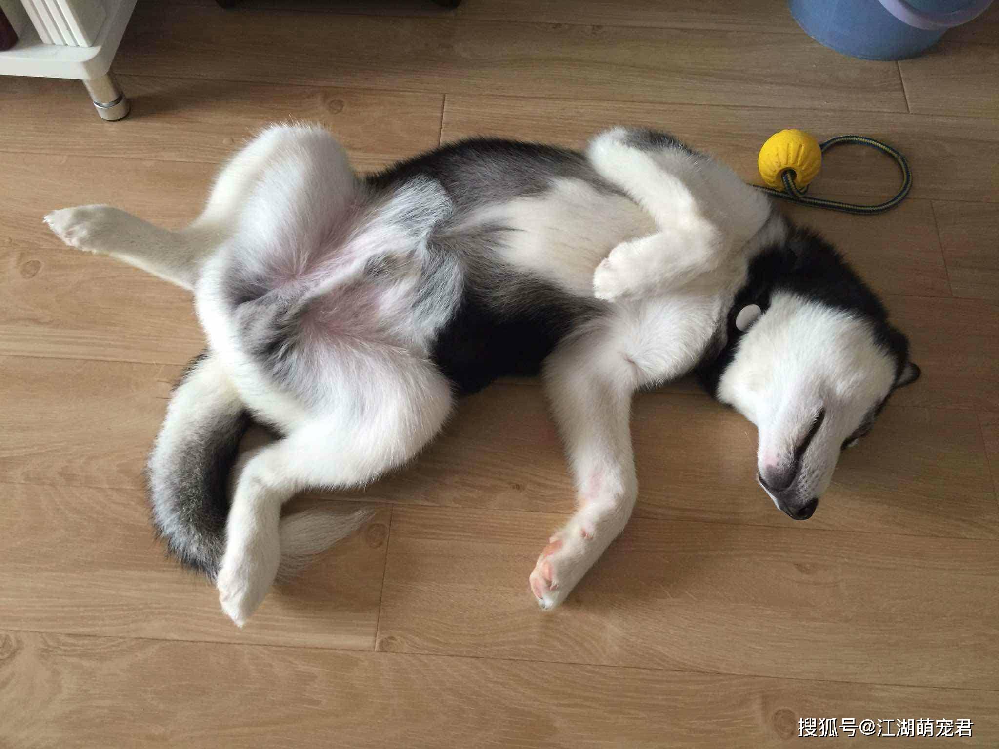 狗狗速度很快又大又烫狗狗的速度与力量，大而烫的巨犬之谜