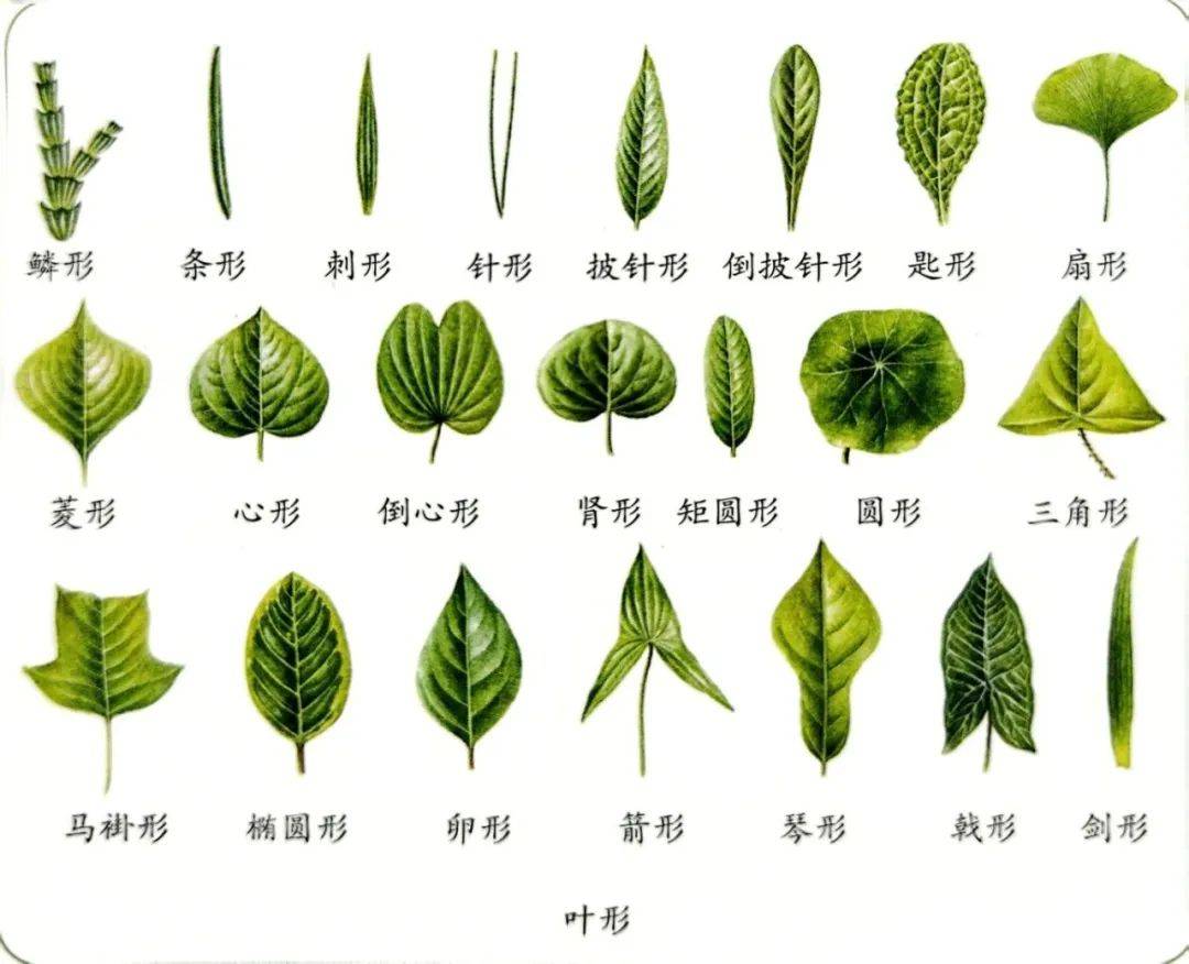 17草名字关于17种独特草名字的探索与解读-第3张图片