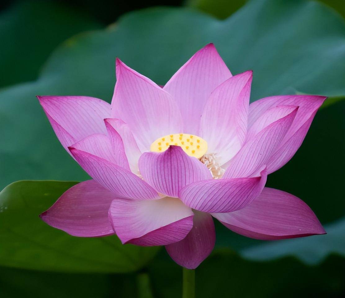 女性半夜莲花开什么意思女性半夜莲花开的深层含义-第1张图片