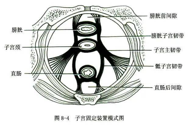 女人巨大荫蒂勃起后女性生理结构之谜，女人巨大荫蒂勃起后的现象