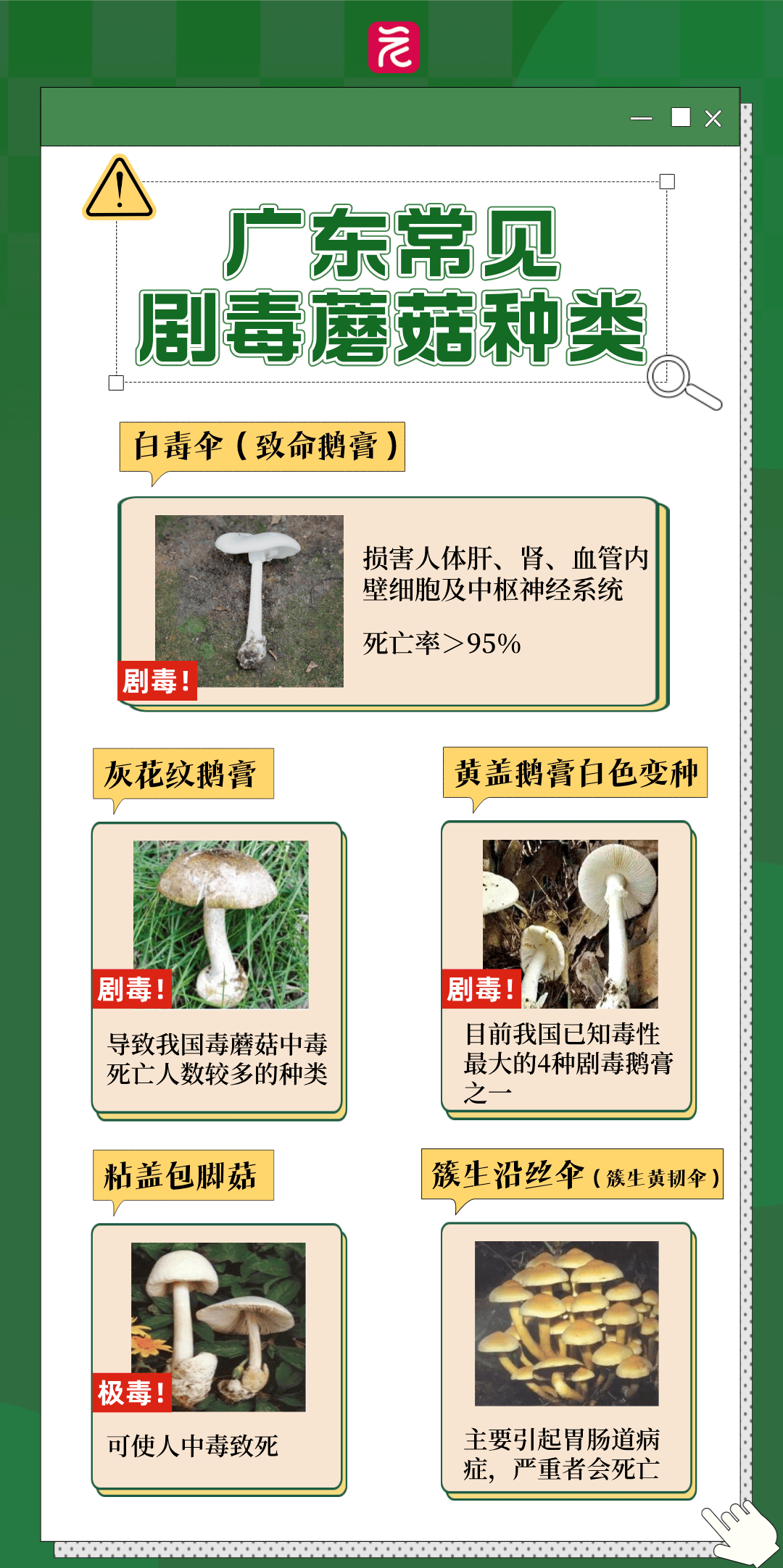 蘑菇APP禁用网站入口免费下载蘑菇APP，禁用网站入口下的免费下载体验-第1张图片