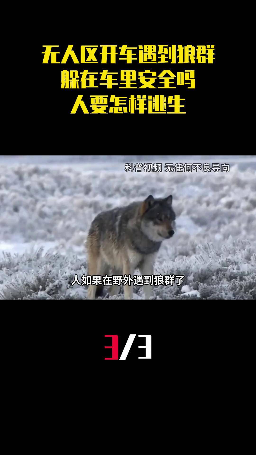 狼群社区视频在线观看播放下载狼群社区视频在线观看体验分享-第2张图片