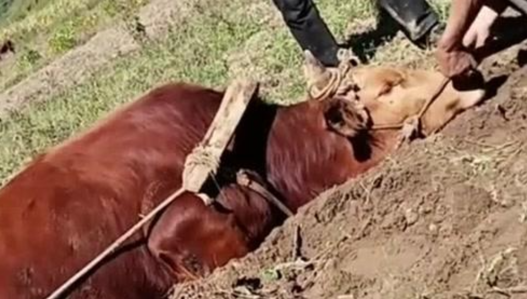 耕不坏的田累死牛李二娃耕不坏的田与累死牛——李二娃的农耕故事