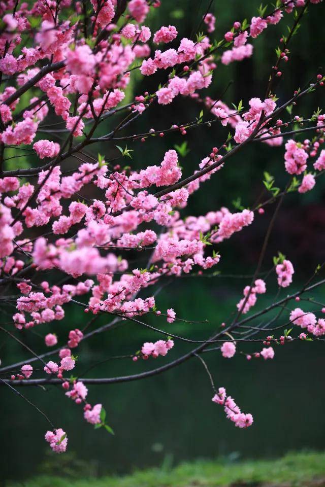 桃花在线视频高清免费播放桃花盛开，高清视频免费欣赏——探索桃花的美丽与魅力