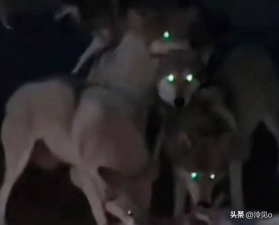 狼群中文视频探索狼群社区，免费观看视频的精彩世界-第1张图片
