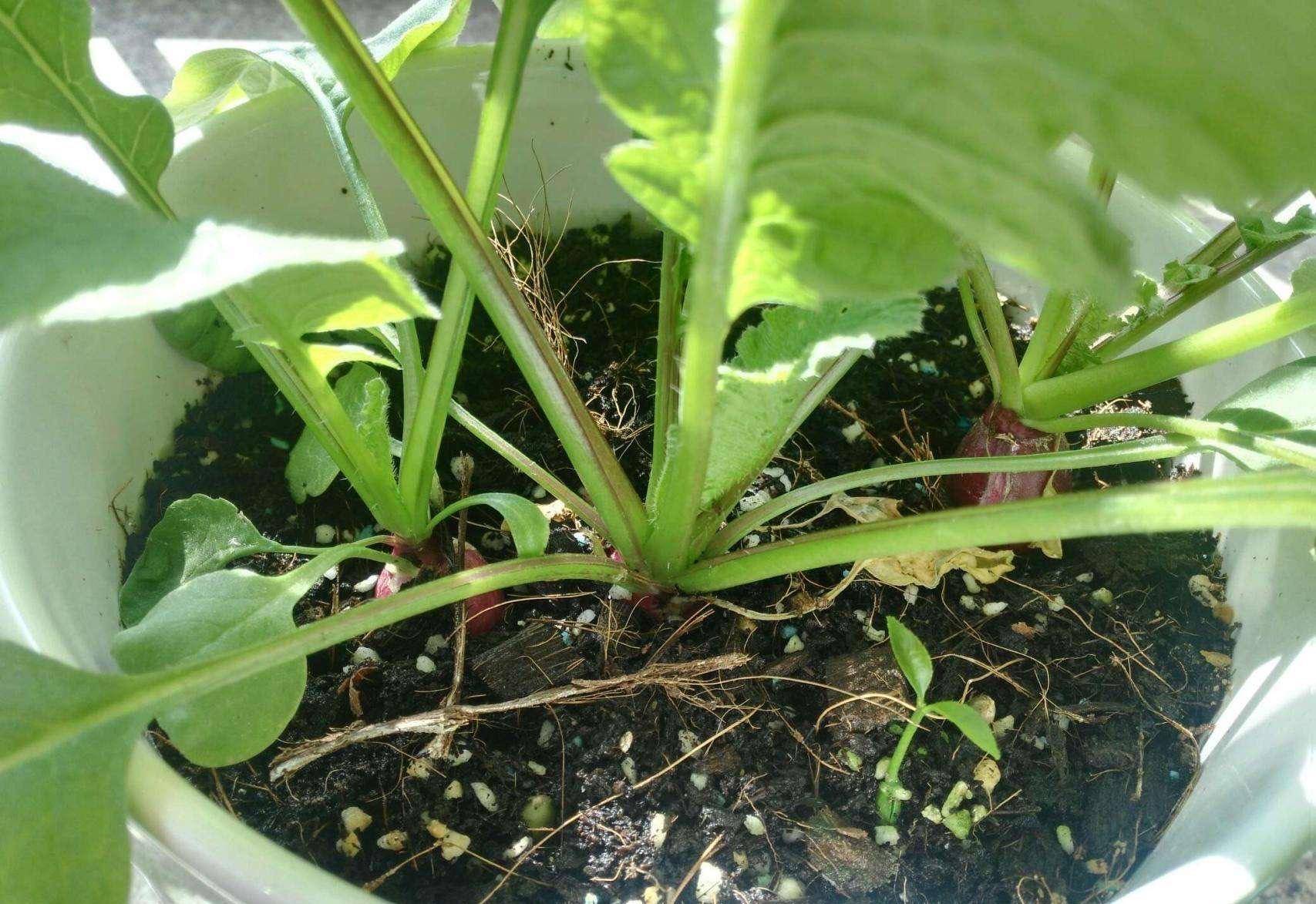 樱桃bt种子樱桃bt种子的种植与收获-第3张图片
