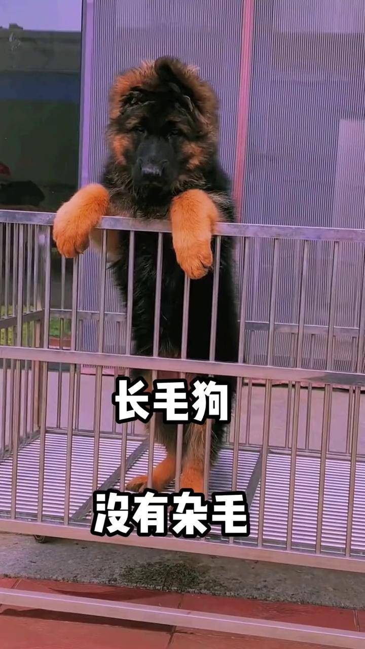 德国毛茸茸德国毛茸茸的魅力-第3张图片