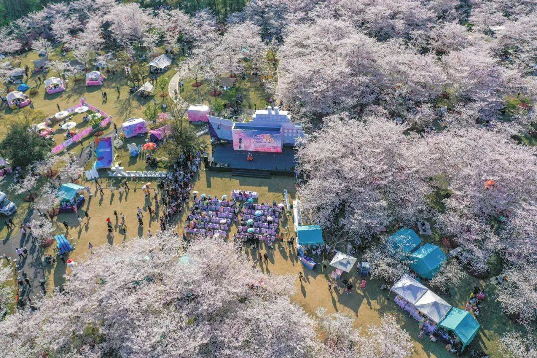 樱花app直播下载免费版樱花app直播，免费下载，畅享精彩直播新体验-第2张图片