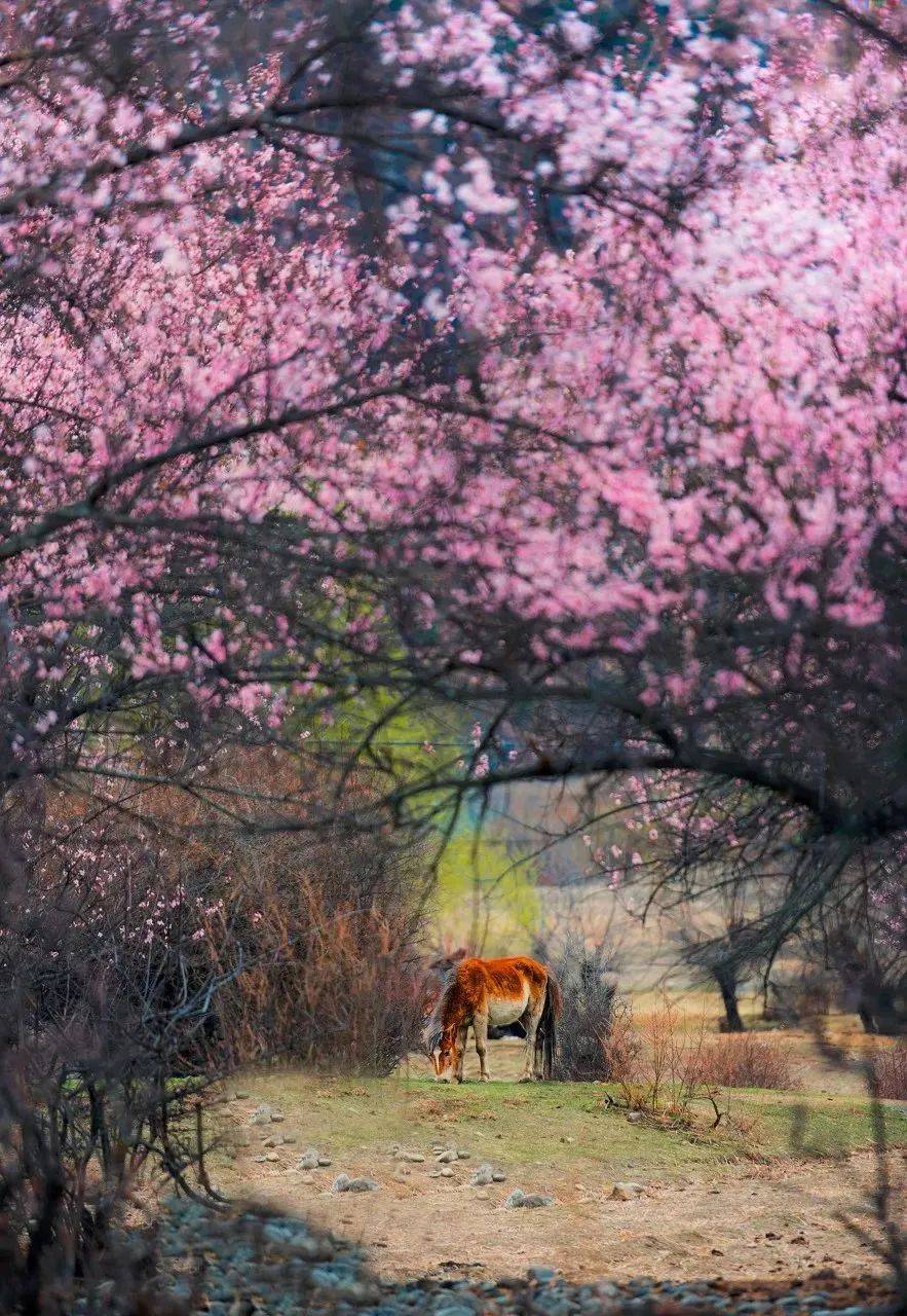 春暖花开，吧有你
