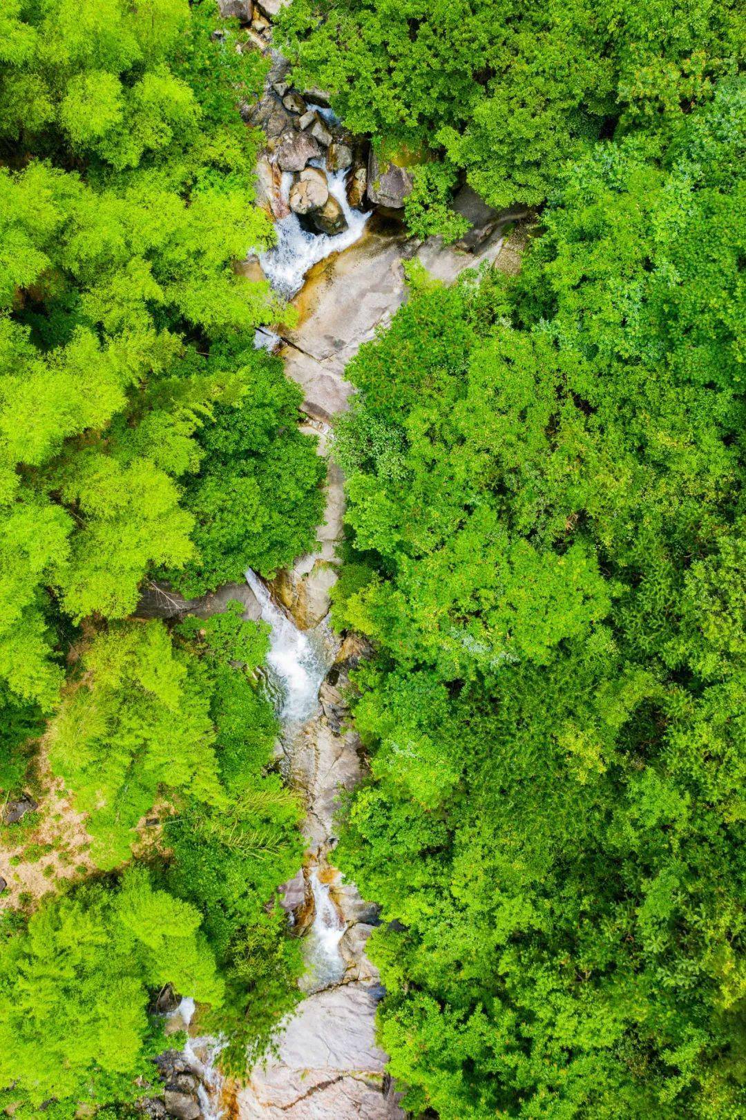 青青草视频青青草视频，探索绿色世界的视觉盛宴-第2张图片