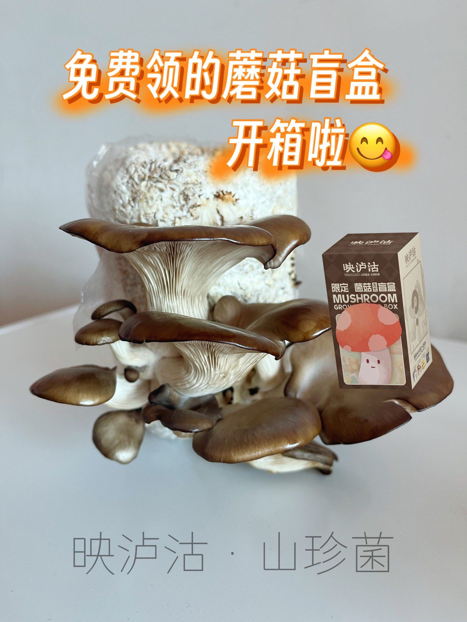 探索蘑菇的奥秘，全新蘑菇成品人APP下载指南-第3张图片