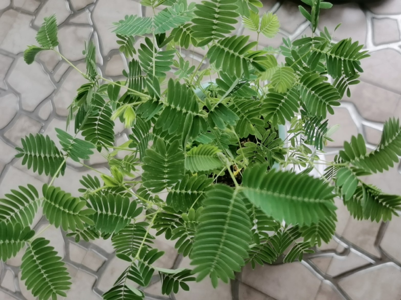 含羞草app视频在线观看，探索其功能与体验-第1张图片