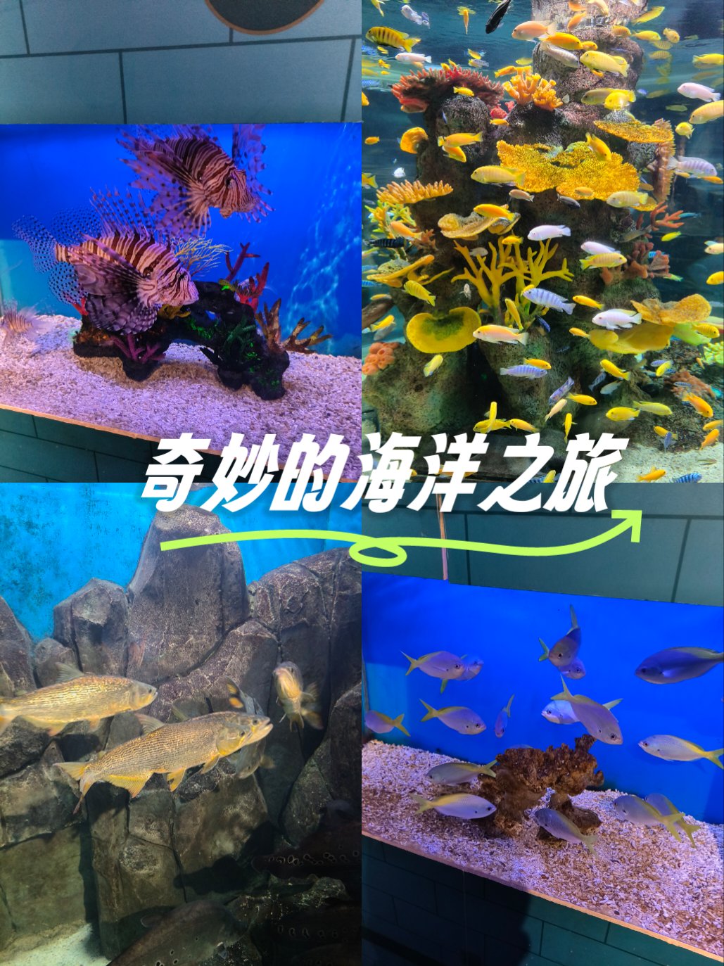 海界之谜，探索无垠的海洋世界-第1张图片