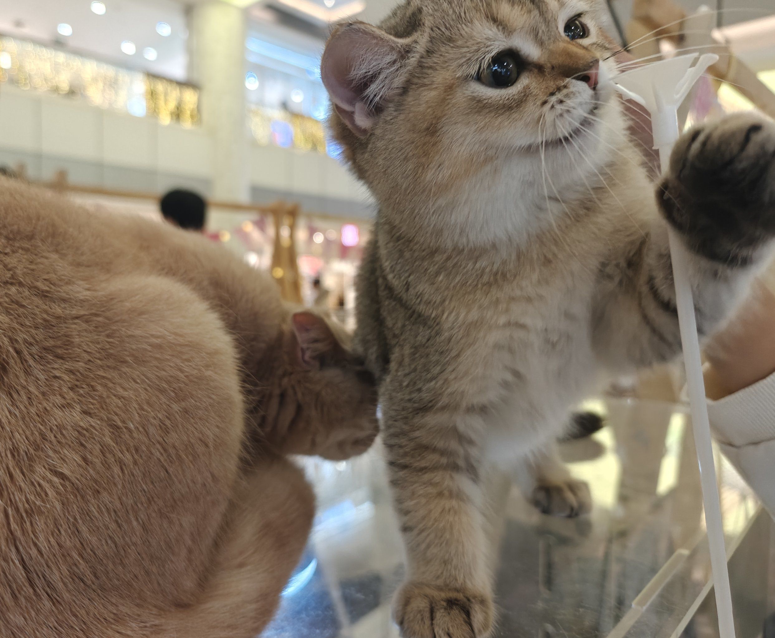 探索猫射手破解版的奥秘