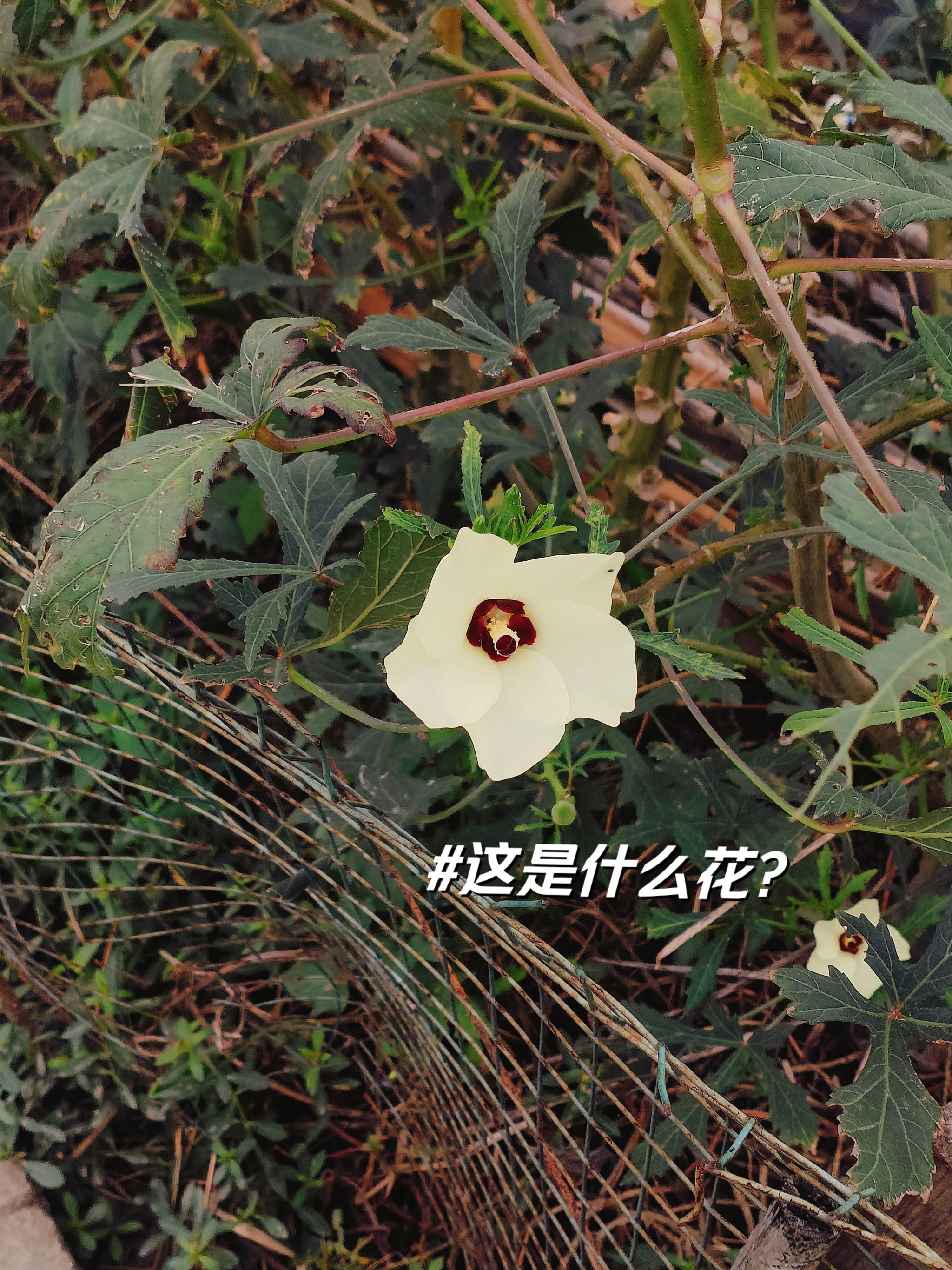 探索秋葵API，未满入内免费黑科技揭秘