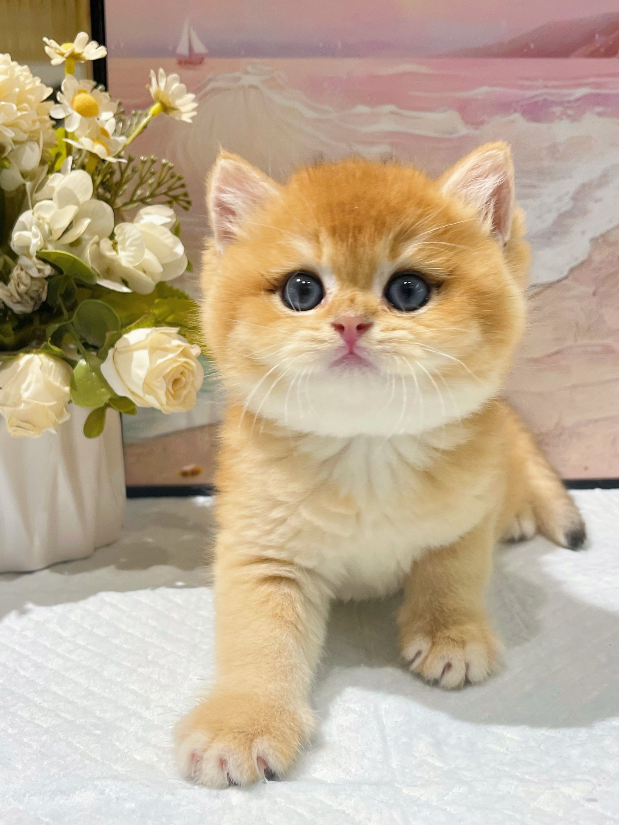 猫咪社区，高清视频在线观看的乐趣与体验