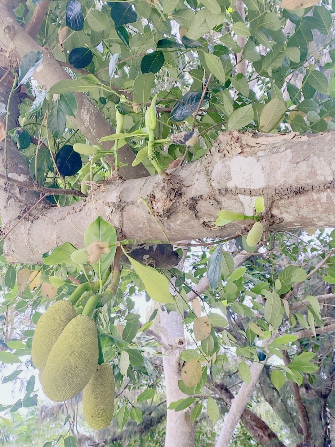 菠萝菠萝蜜视频在线观看完整菠萝菠萝蜜视频在线观看完整指南-第3张图片