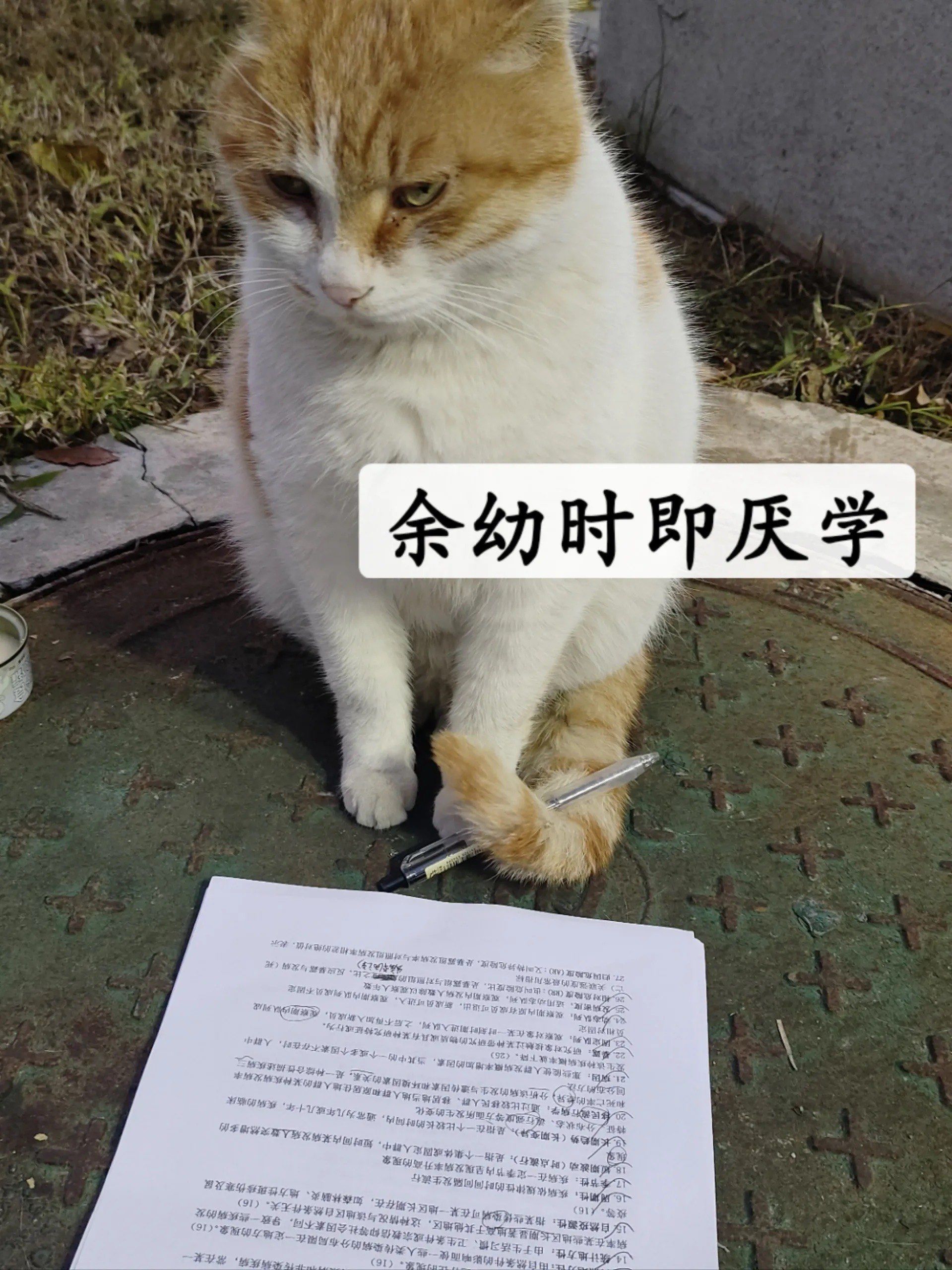 放在里面顶着学长写作业作文独特体验，将作业置于其中，与学长共同奋斗的写作之旅-第2张图片