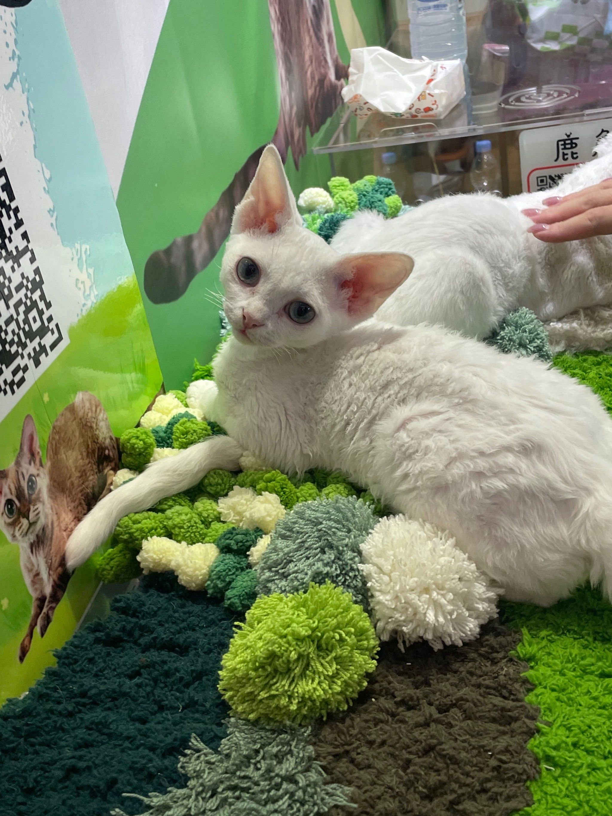 新版猫咪，探索当前地址与IOS平台的奇妙之旅-第1张图片