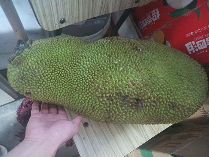 菠萝菠萝蜜高清在线视频免费菠萝菠萝蜜高清在线视频免费，探索网络视频的魅力与边界-第1张图片